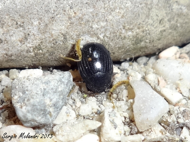 Hysteridae